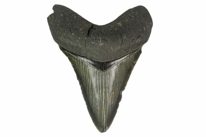 Fossil Megalodon Tooth - South Carolina #130794